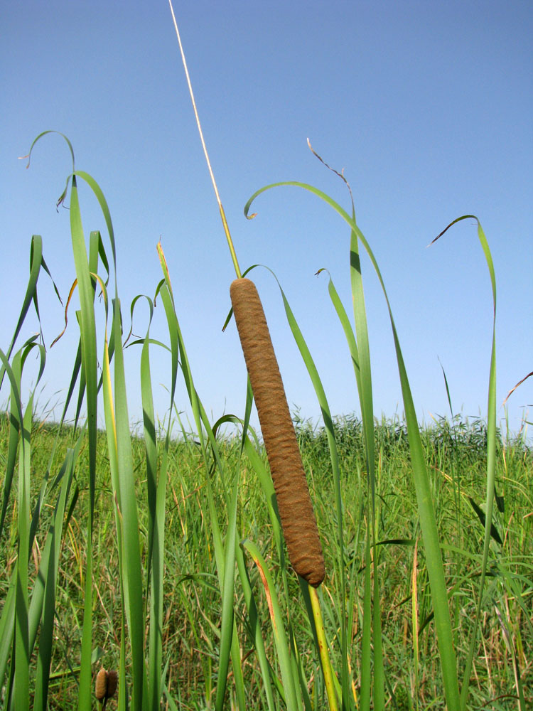 Изображение особи Typha angustifolia.