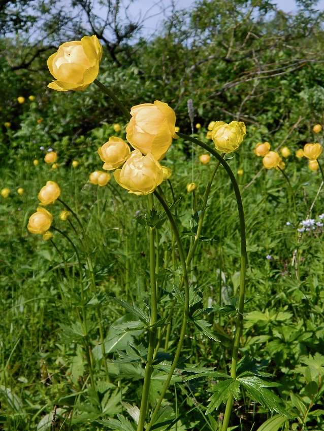 Изображение особи Trollius europaeus.