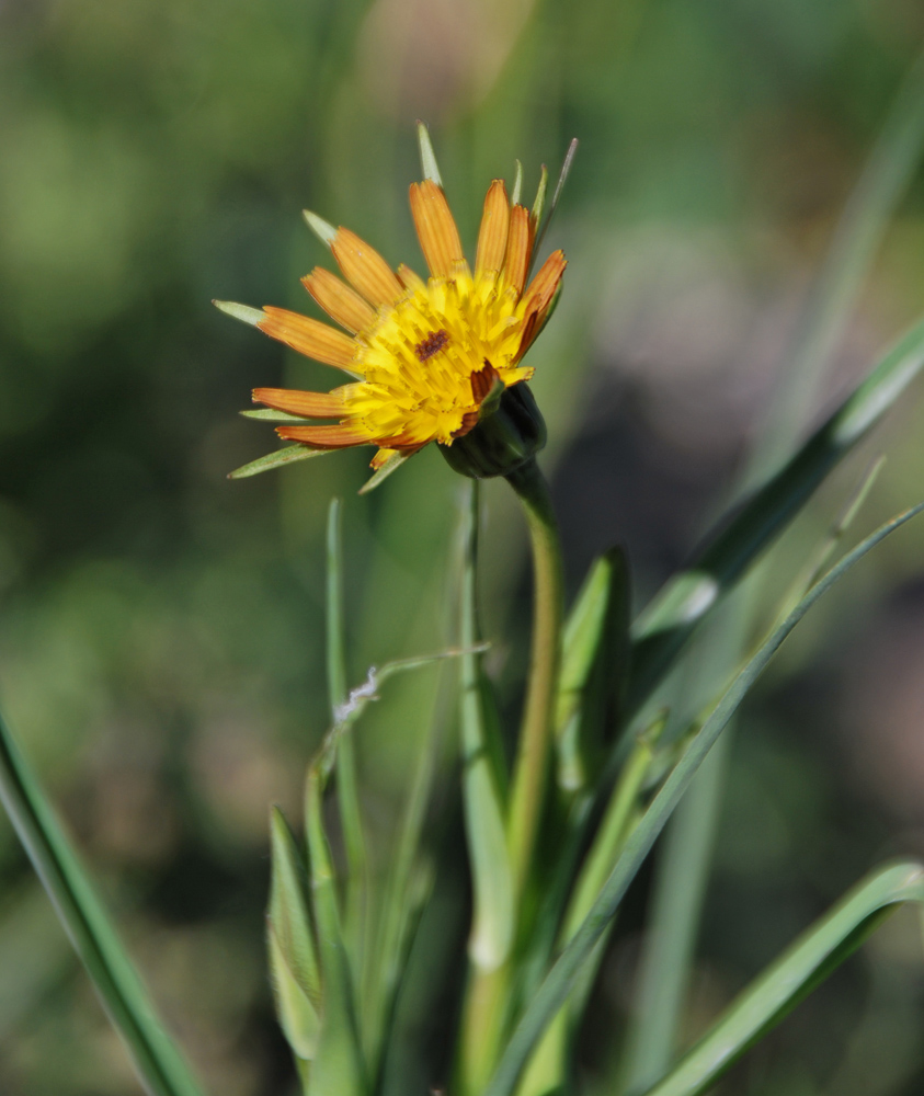 Изображение особи Tragopogon songoricus.