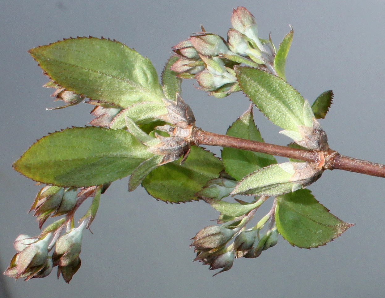 Image of Deutzia &times; hybrida specimen.