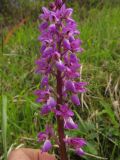 Orchis mascula. Соцветие. Испания, Страна Басков, Арратия, обочина просёлочной дороги. 5 мая 2012 г.