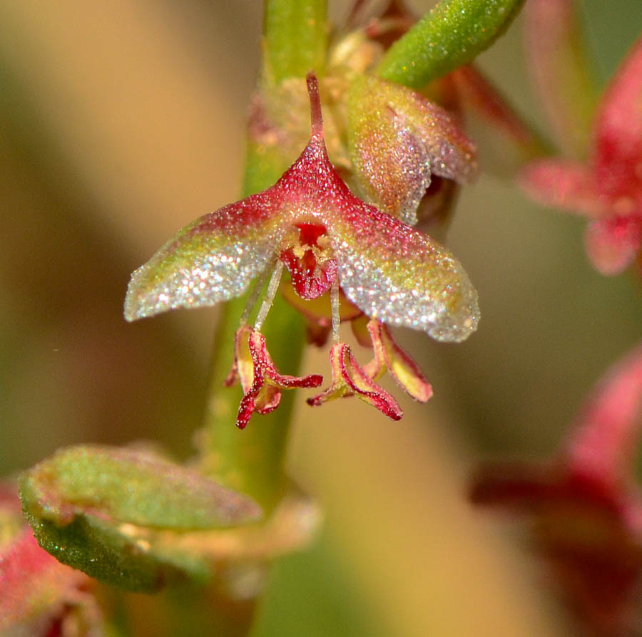 Image of Rumex pictus specimen.