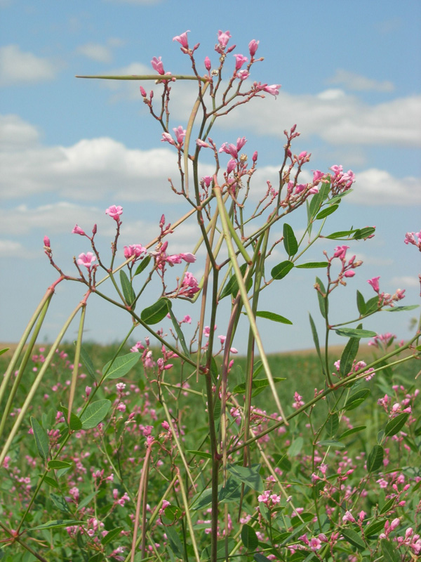 Image of Trachomitum sarmatiense specimen.