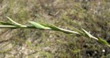 Linaria genistifolia. Средняя часть побега. Зап. Крым, г. Саки, пустырь у детского оздоровительного лагеря \"Прибрежный\". 24.08.2011.