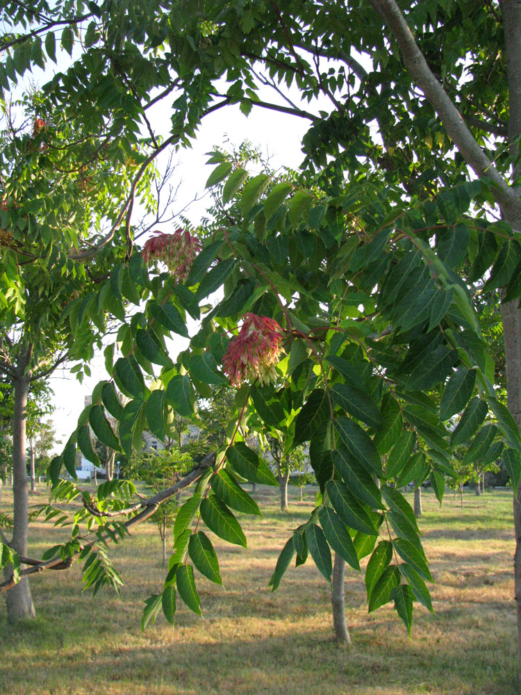 Изображение особи Ailanthus altissima.