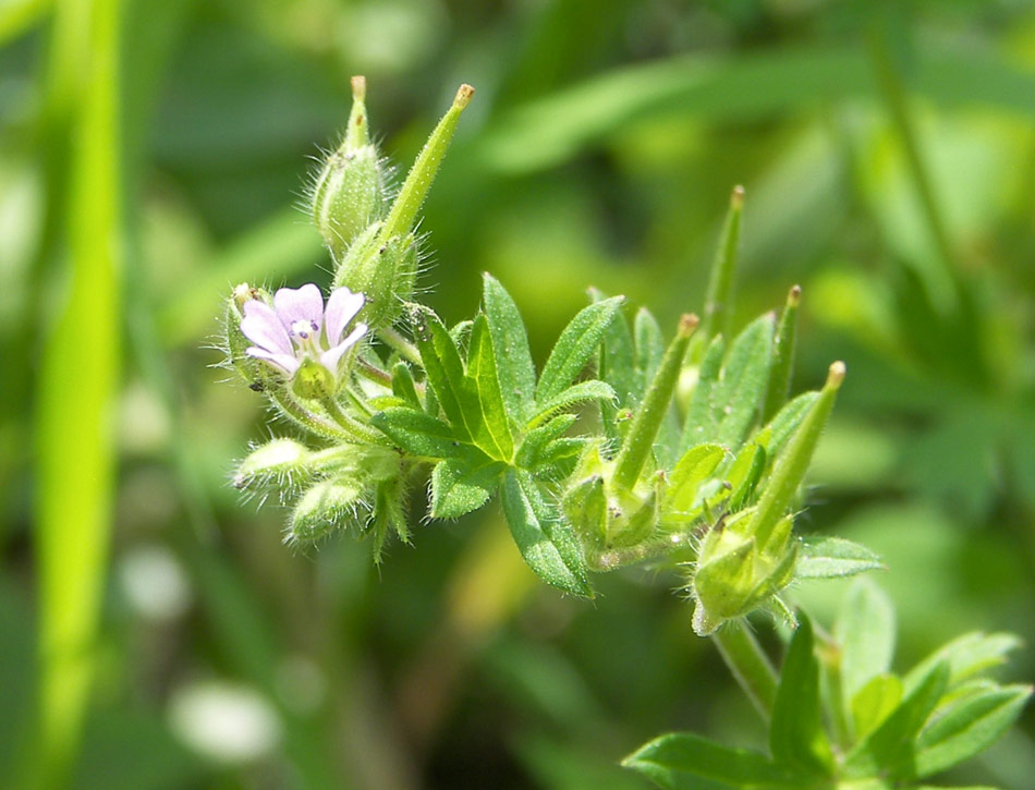 Изображение особи Geranium pusillum.
