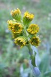 Ligularia glauca