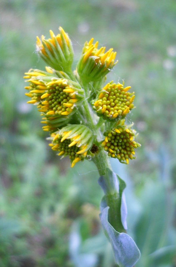 Image of Ligularia glauca specimen.