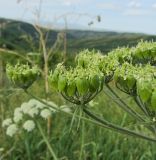 Heracleum dissectum. Часть соплодия. Казахстан, Восточно-Казахстанская обл.; Западный Алтай, скл. Ульбинского хребта, окр. с. Ушановское. 06.06.2012.