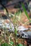 Oxyria digyna