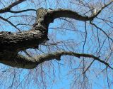 Acer saccharinum. Часть ствола и кроны взрослого дерева. Курская обл., г. Железногорск, в посадке. 7 апреля 2009 г.