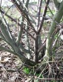 Salix myrsinifolia