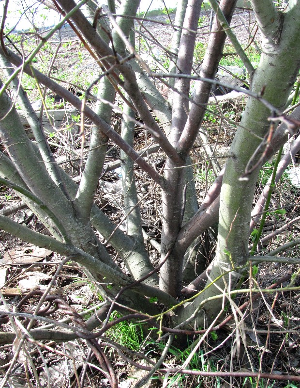 Image of Salix myrsinifolia specimen.