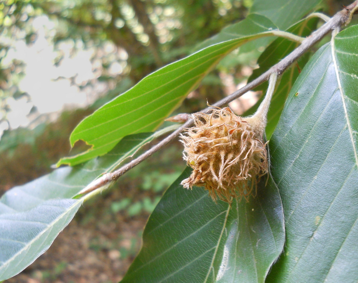 Image of Fagus &times; taurica specimen.