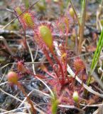 Drosera × obovata. Розетка листьев. Карелия, окр. Костомукши, пушициево-осоковое болото. 18.06.2012.