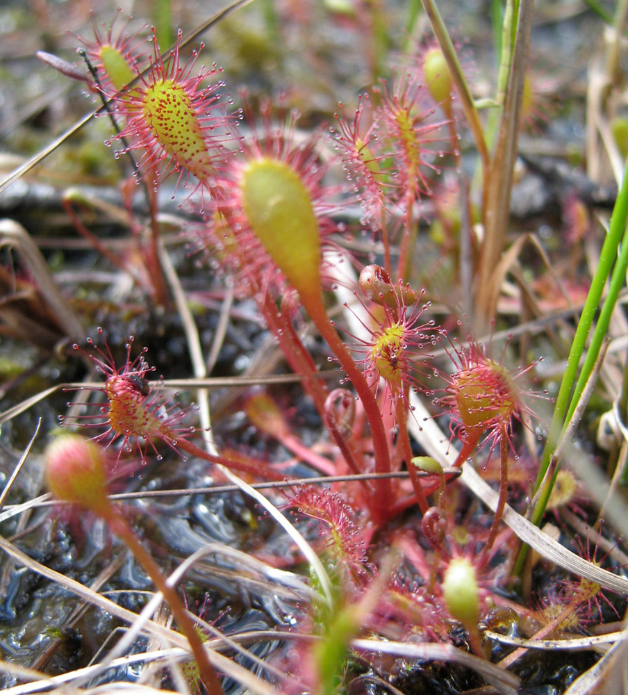 Изображение особи Drosera &times; obovata.