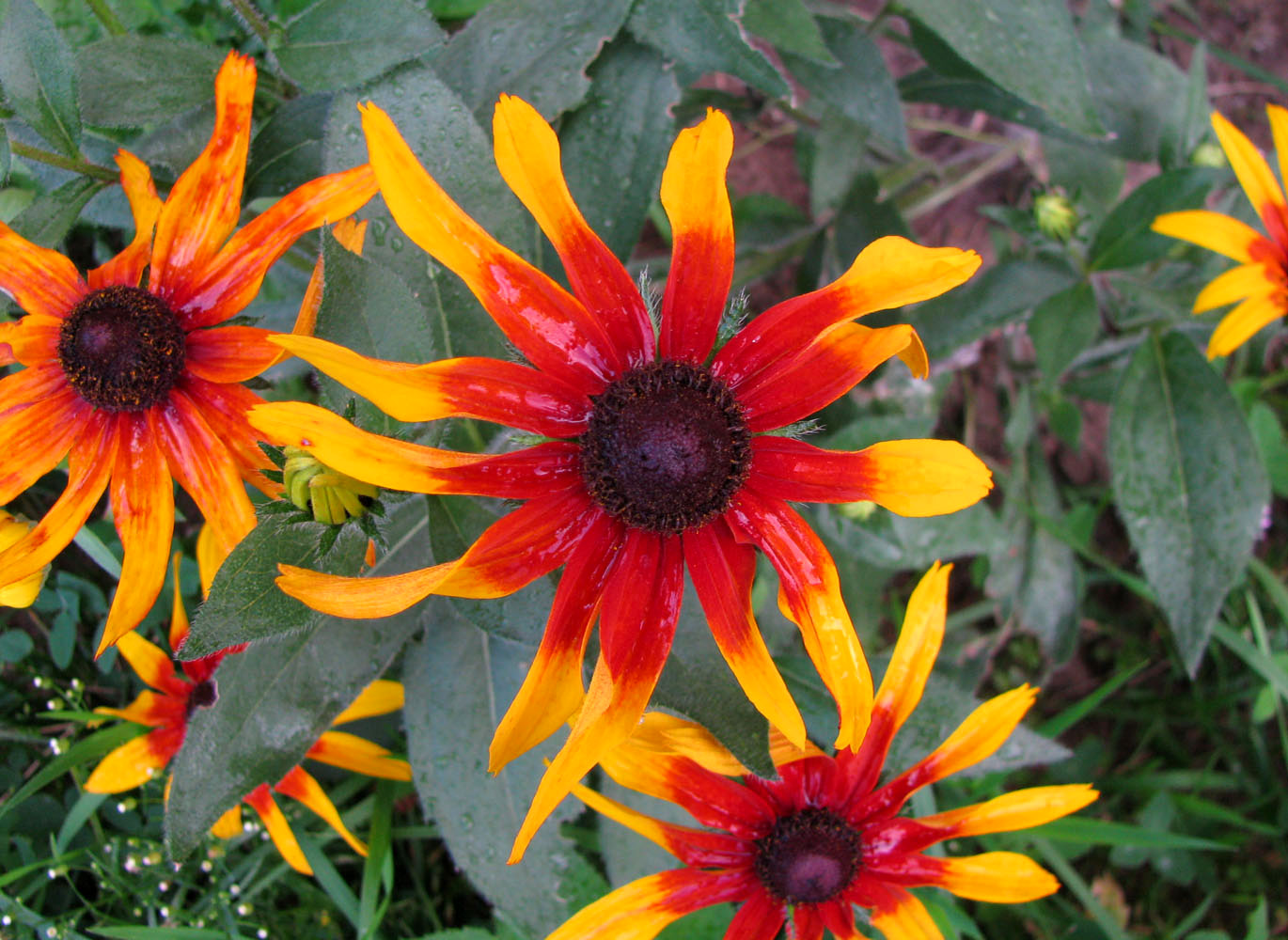 Image of Rudbeckia hirta specimen.