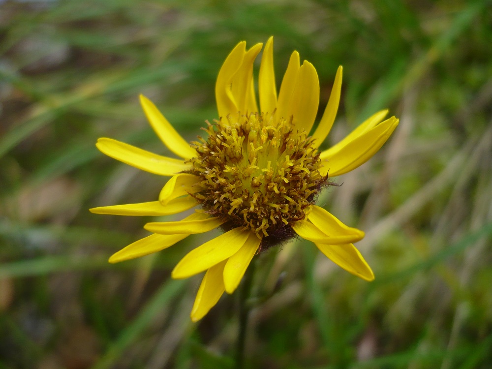 Image of Tephroseris atropurpurea specimen.