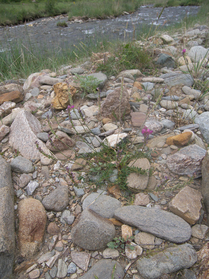 Image of Onobrychis biebersteinii specimen.