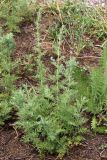 Artemisia serotina