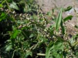 Atriplex prostrata