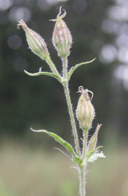 Image of Silene noctiflora specimen.