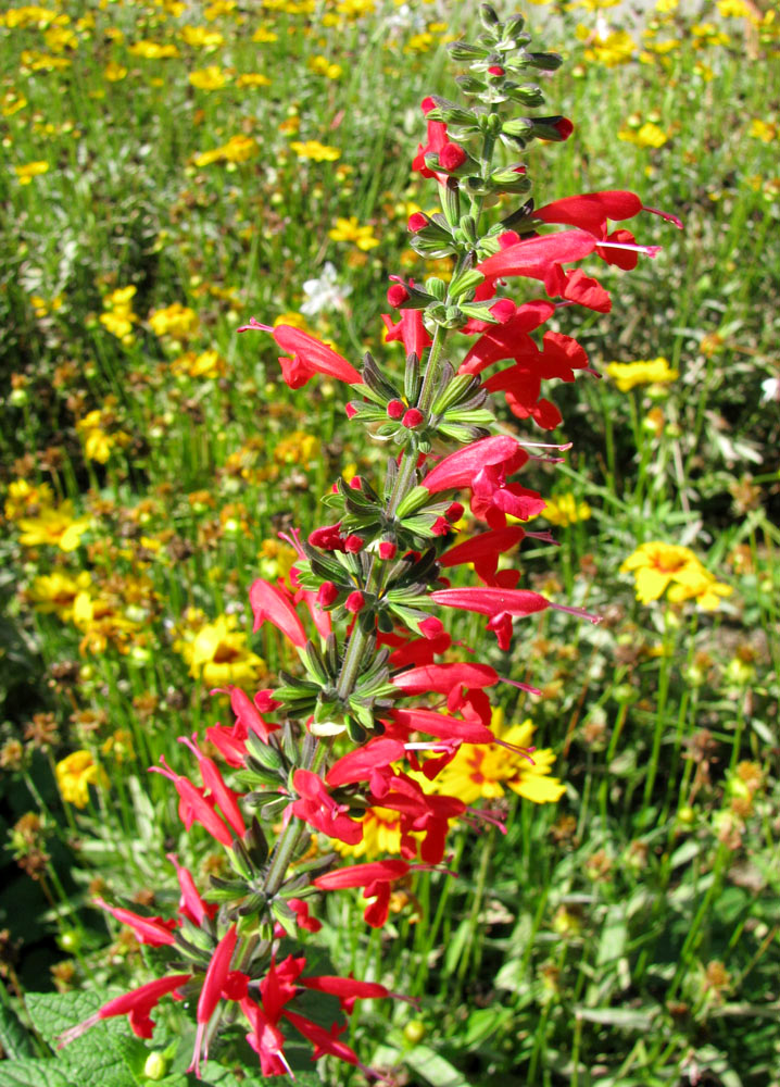 Изображение особи Salvia coccinea.