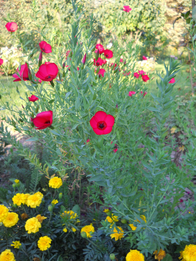 Image of Linum grandiflorum specimen.