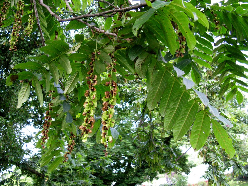 Image of Pterocarya fraxinifolia specimen.