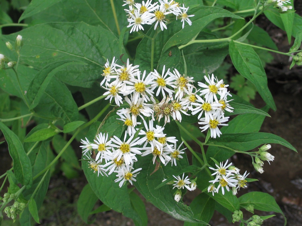 Изображение особи Aster glehnii.