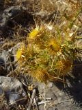 Carlina graeca