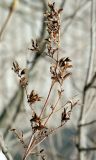 Syringa josikaea. Сухое соплодие с раскрывшимися плодами. Санкт-Петербург, 17 апреля 2009 г.