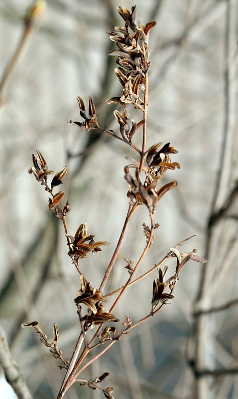 Image of Syringa josikaea specimen.