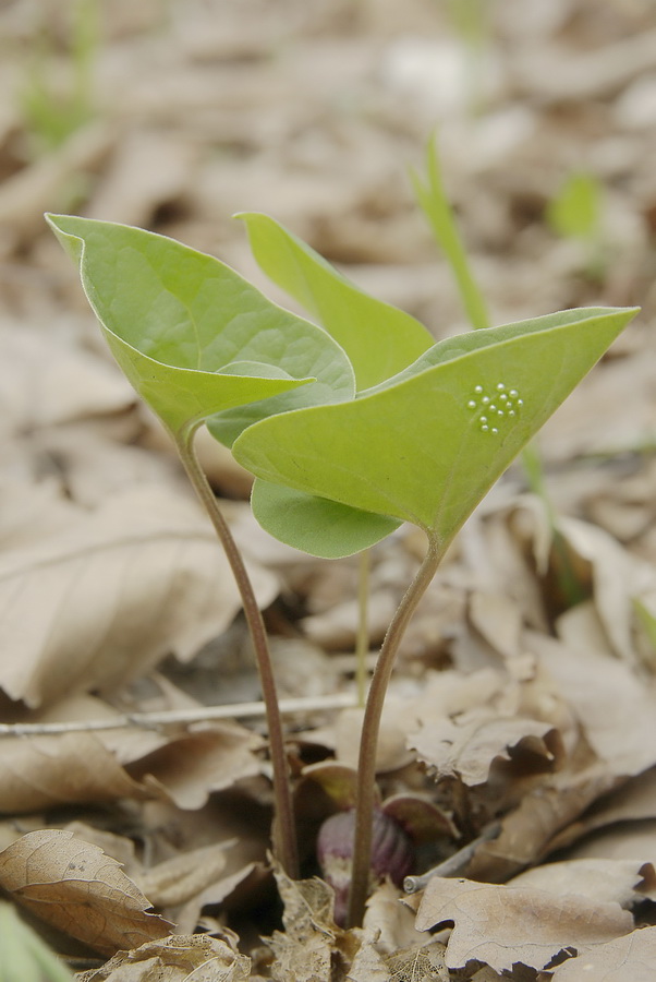 Изображение особи Asarum sieboldii.