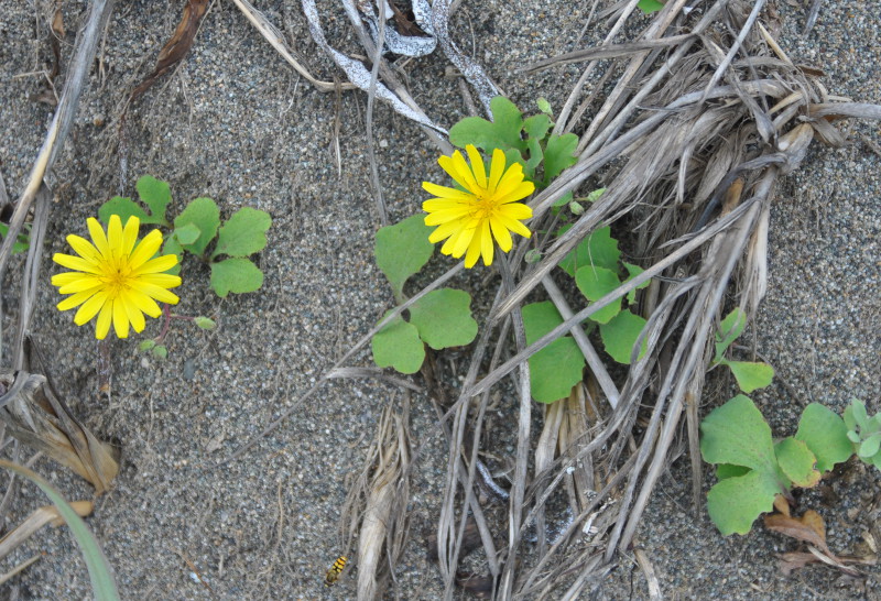 Image of Chorisis repens specimen.