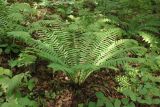 Dryopteris crassirhizoma