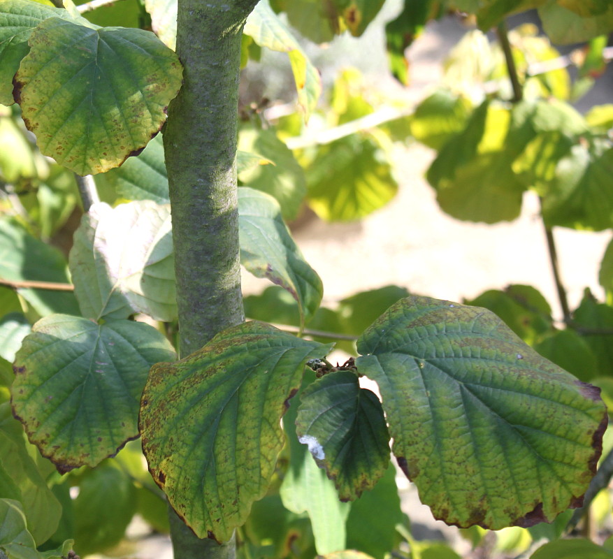 Image of Hamamelis virginiana specimen.