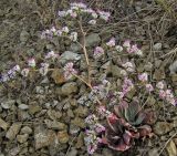 Image of taxon representative. Author is Виктор Колесников
