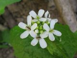 Alliaria petiolata