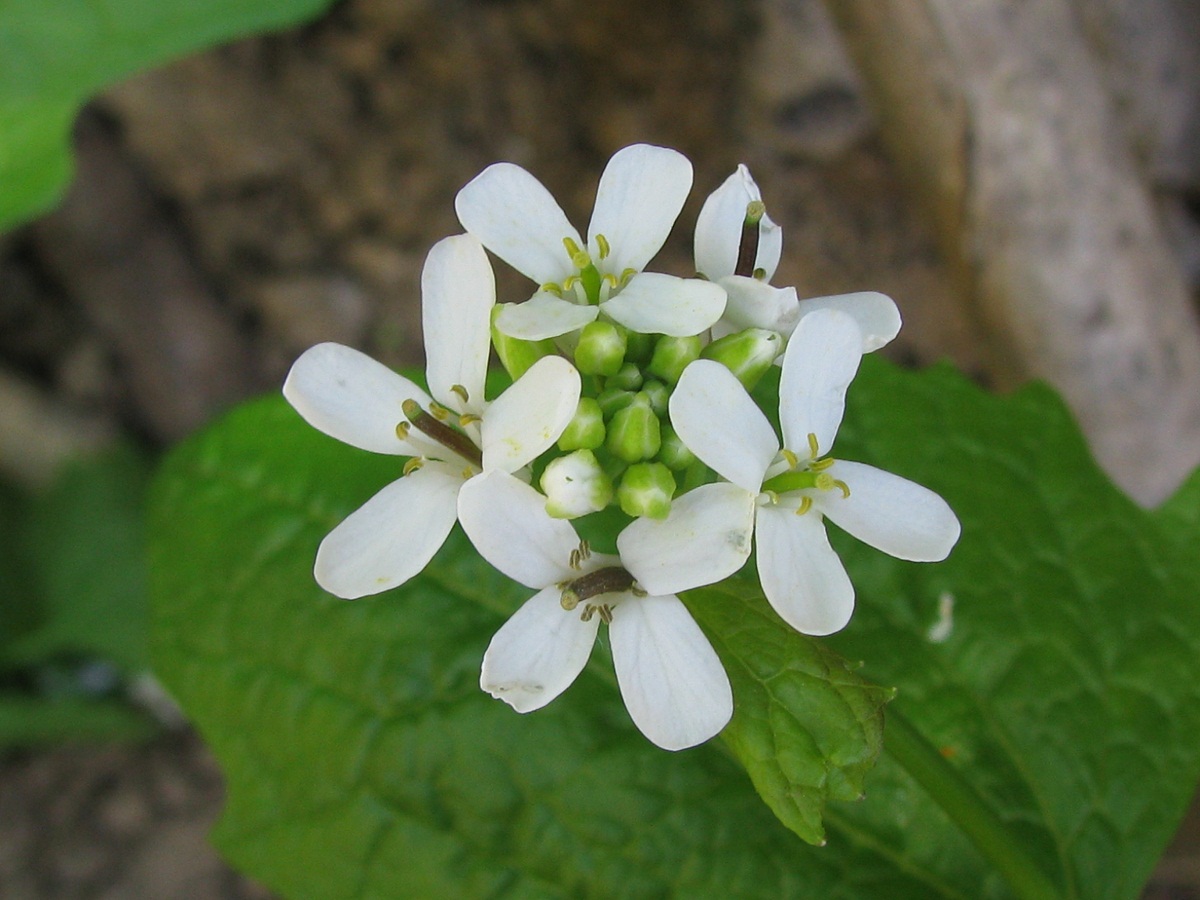 Image of Alliaria petiolata specimen.