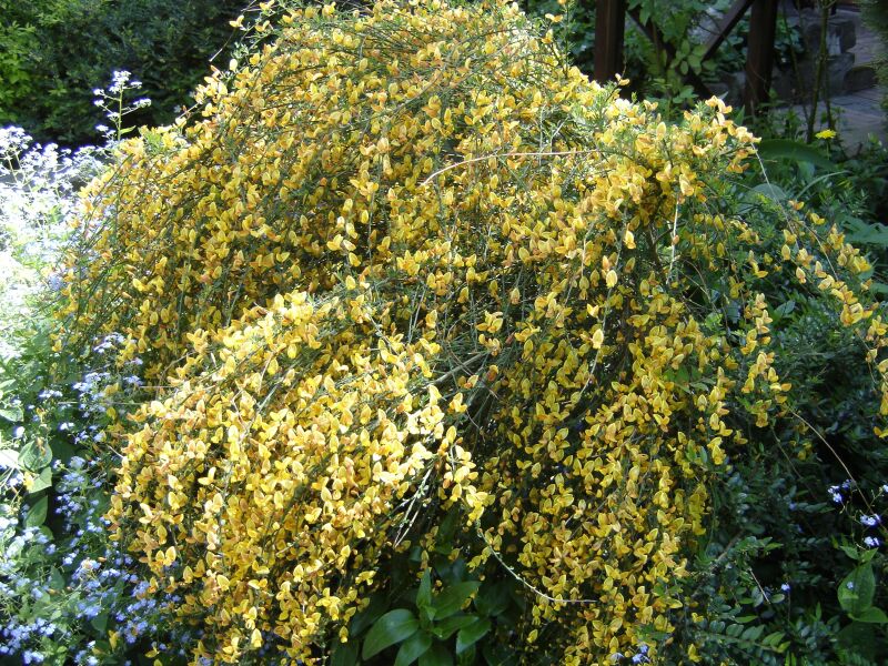 Изображение особи Sarothamnus scoparius.