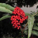 Sambucus racemosa