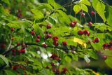 Euonymus planipes