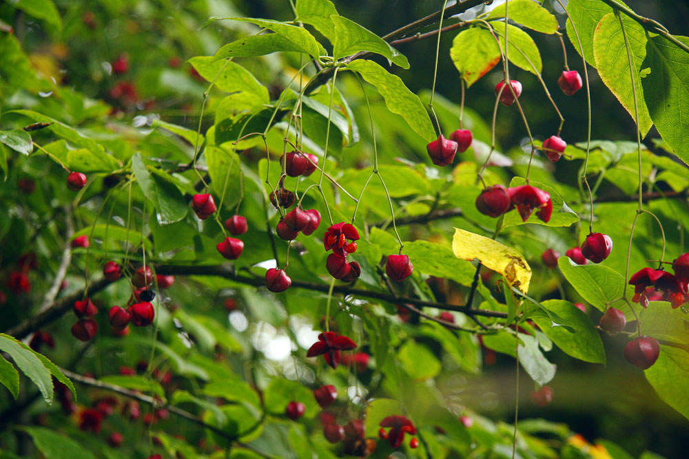 Изображение особи Euonymus planipes.