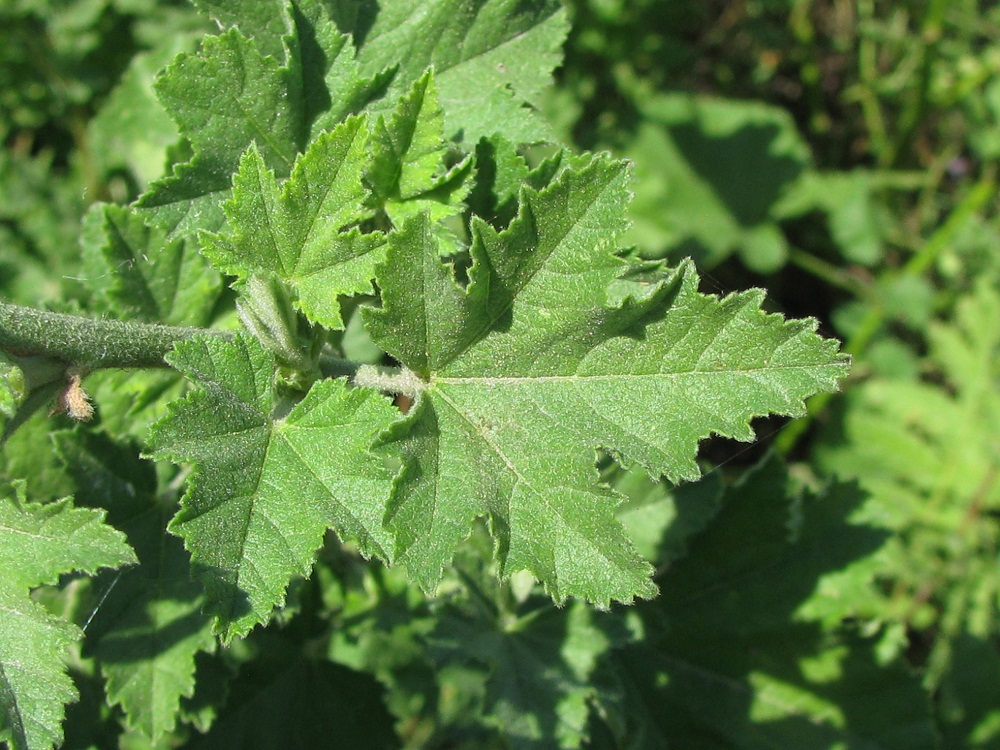 Image of Malva thuringiaca specimen.