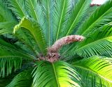 Cycas revoluta. Розетка листьев с микростробилом. Хорватия, Приморье - Горски Котар, г. Опатия, дендропарк. 07.09.2012.