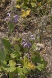 Phlomoides oreophila
