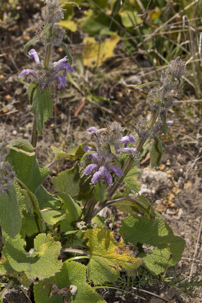 Image of Phlomoides oreophila specimen.