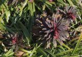Euphorbia lingulata