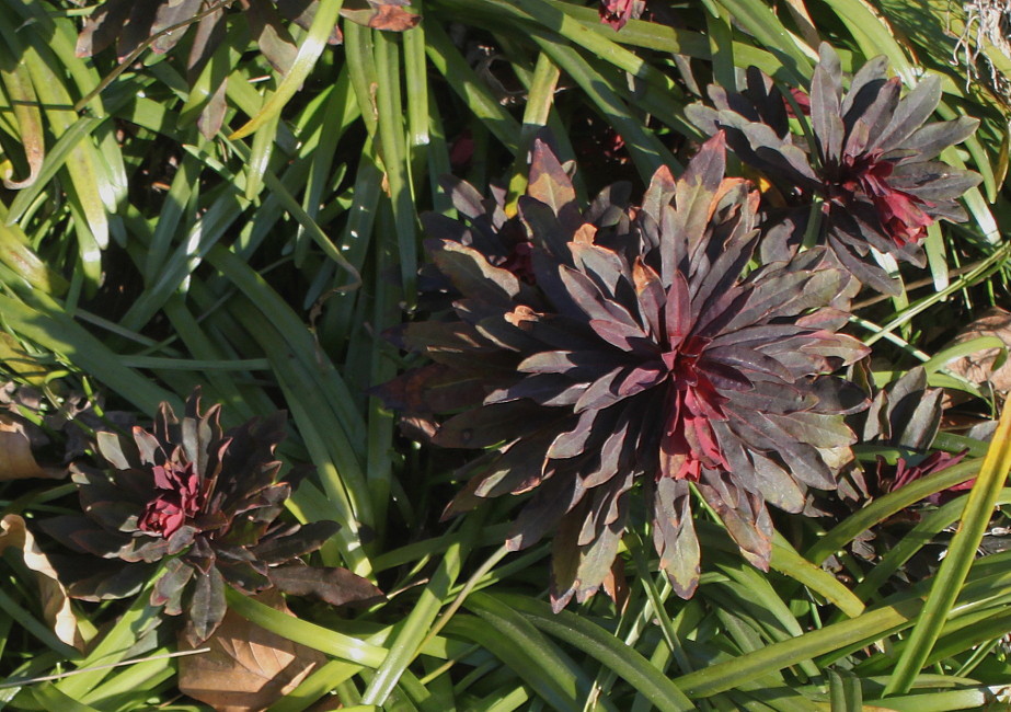 Изображение особи Euphorbia lingulata.